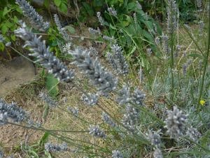 Les huiles essentiels