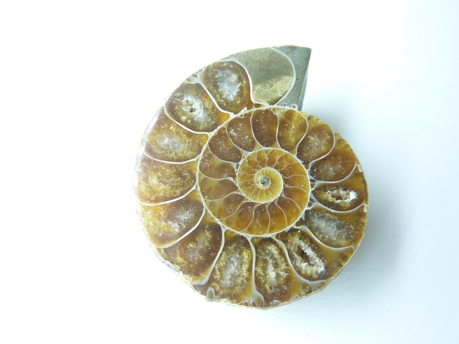 Ammonite propriétés et vertus