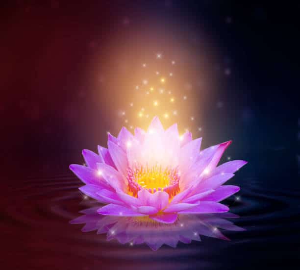 Quelle est la signification et symbole de la Fleur de lotus ?