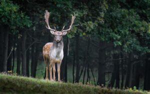 Les animaux totems – Symboles et significations - bijoux