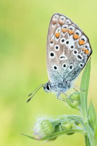 Les animaux totems – Symboles et significations - bijoux