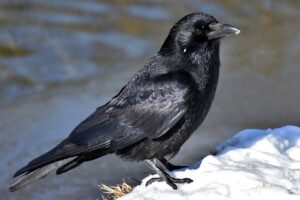 Les animaux totems – Symboles et significations - bijoux