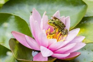 Les animaux totems – Symboles et significations - bijoux