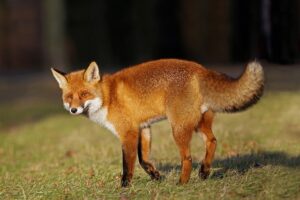 Les animaux totems – Symboles et significations - bijoux