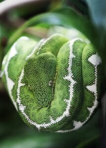 Les animaux totems – Symboles et significations - bijoux